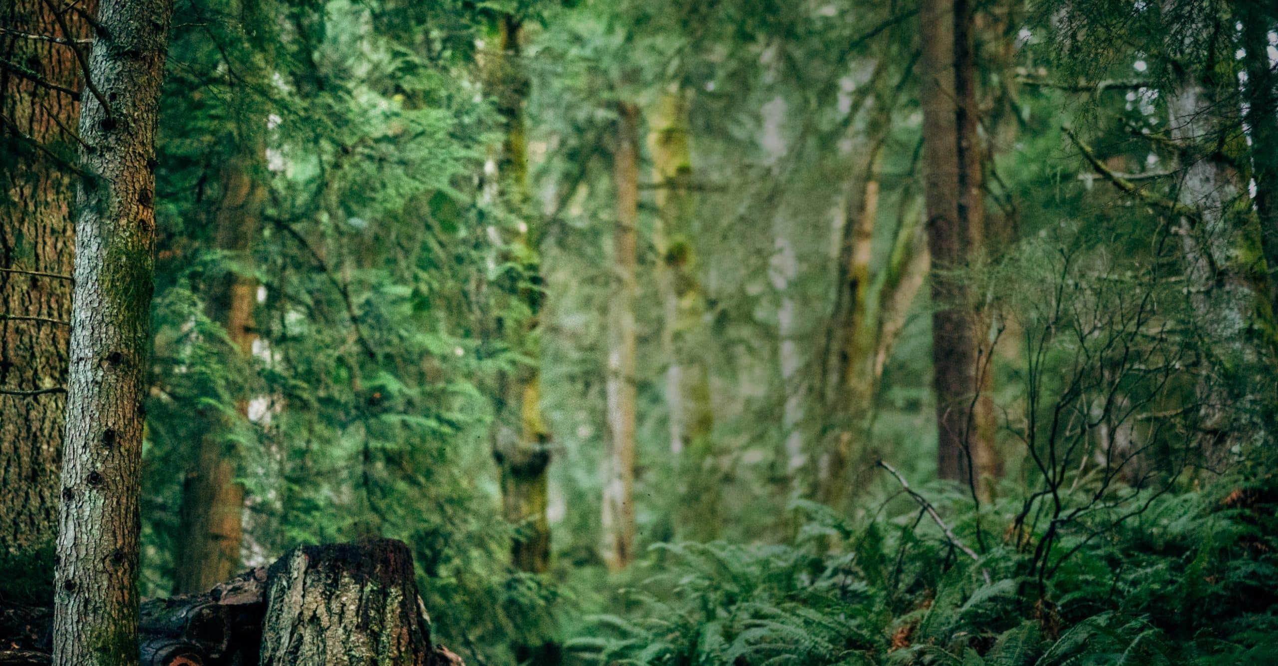 Very green forest with a stump in the bottom right.